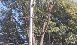 Tri-state Tree Company