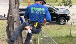 Segovia Tree Service