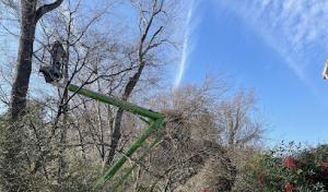 Mathews Tree Service