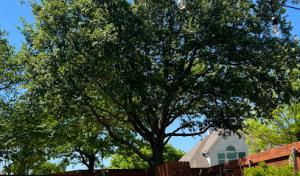 Elite Tree Service