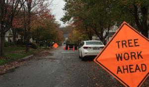 Big Timber Tree Service