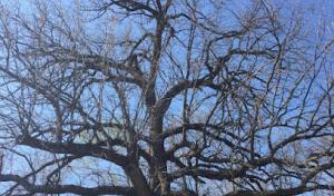 Elite Tree Service Experts
