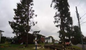 Tree Works Tree Service