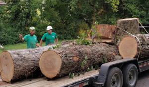 Floyd's Tree Expert Company