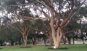 Cypress Tree Service