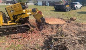 Premier Services Tree & Stump removal