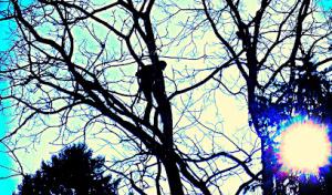 Kruljac Tree Services