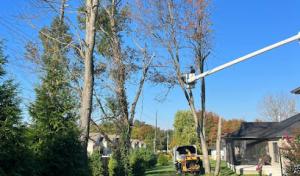 Trinity Tree Service Dayton Oh