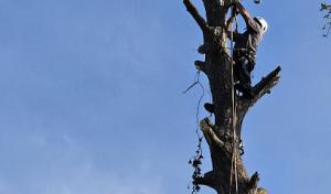 A Cut Above Tree Care & More