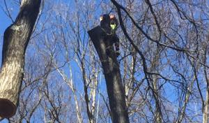 Hibner's Tree Service