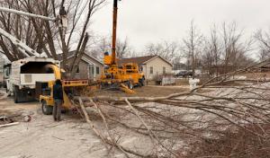 Southern Accent Tree Service