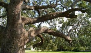 Arbor-Tech Consulting