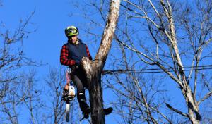 Tree Surgeon Atlanta