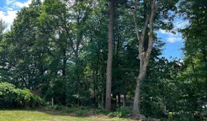 Precision Tree & Landscape