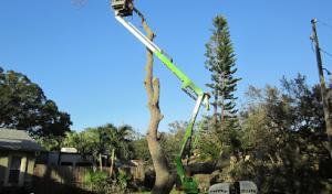Nick Fords Paradise tree Service