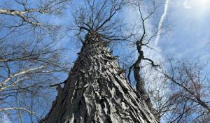 Minnechaug Tree & Landscape