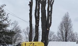 Total Tree Services & Landscaping