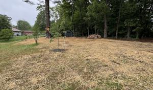 BT Tree & Property Specialists