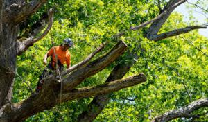 Donnie Owens Tree Services