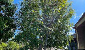 Love Branch Tree Pros & Yard