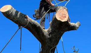 Cox Arboriculture Services