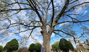 Seidel's Tree Service