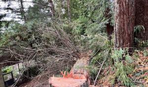 Northwest Tree Service