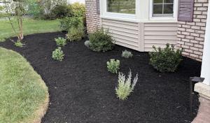 The Ornamental Arborist