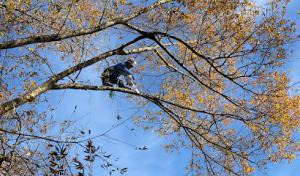 American Tree & Stump