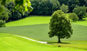 Johnson's Tree Service