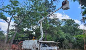 Pearland Tree Solutions