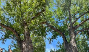 Hoffman’s Happy Tree Care