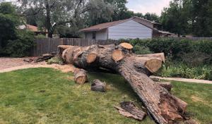 Loveland Tree Company