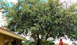 All American Arbor Services