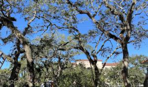 Four Brothers Tree Company