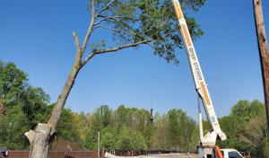 Michael's Tree Service