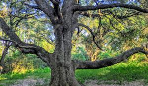 Treescapes Texas Arborist