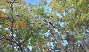 Signal Tree Arboriculture