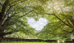 Love it Landscaping & Tree