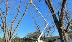 Vail Tree Service Hendersonville