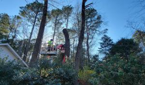Raleigh Tree Service