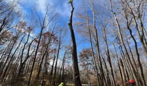 Horizon Tree Removal Lexington