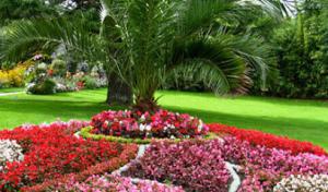 Magnolia Landscapes & Magnolia Tree Service