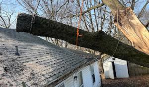 Vera Cruz Tree Service & landscaping