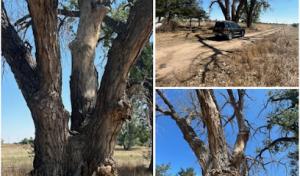 Shady Grove Tree Services