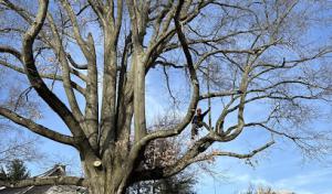 West Penn Tree Service