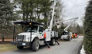 Walter Soto's Tree Service & Landscaping