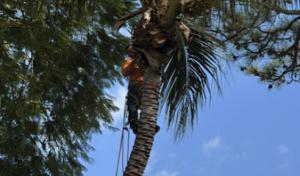 Sunshine Tree Trimming