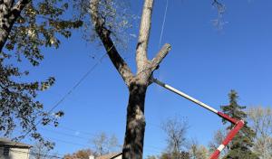 KC Omar Tree Services