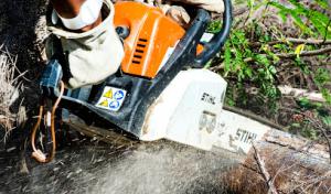 Dalton Tree Services